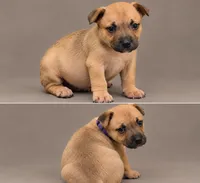 Avery, a male American Bully for sale in Ozone Park, NY – 1 of 7