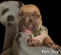 Neo, a male American Bully for sale in Ozone Park, NY – 3 of 9
