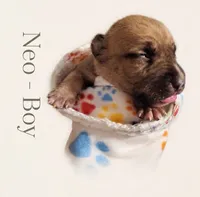 Neo, a male American Bully for sale in Ozone Park, NY – 5 of 9
