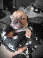 Avery, a male American Bully for sale in Ozone Park, NY – 5 of 7