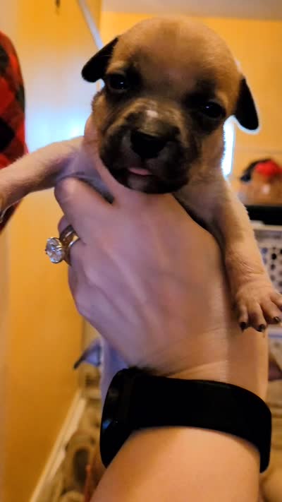 Rocky, a male American Bully for sale in Ozone Park, NY – 3 of 4