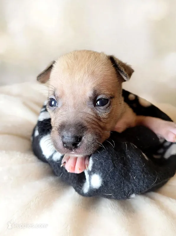 Rocky – American Bully puppy for sale in Ozone Park, NY