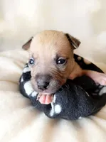 Rocky, a male American Bully for sale in Ozone Park, NY – 1 of 4