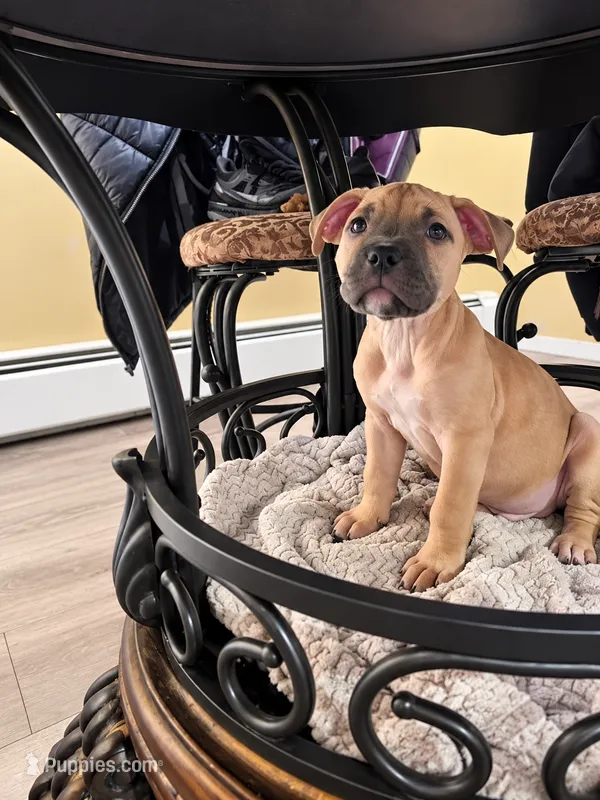 Axel – American Bully puppy for sale in Ozone Park, NY