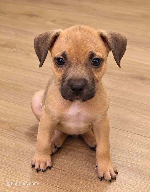 Rocky – American Bully puppy for sale in Ozone Park, NY