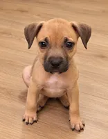 Rocky (runt), a male American Bully for sale in Ozone Park, NY – 1 of 6
