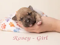 Rosey, a female American Bully for sale in Ozone Park, NY – 3 of 4