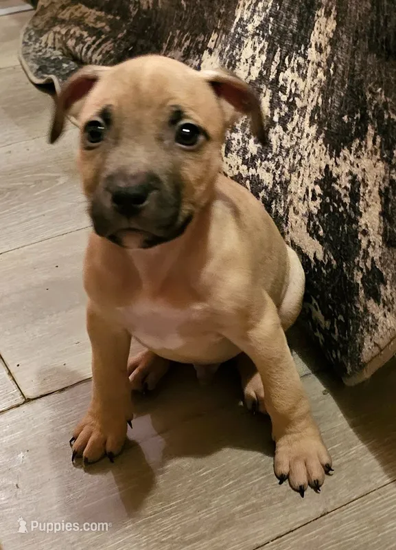 Rocky (runt) – American Bully puppy for sale in Ozone Park, NY