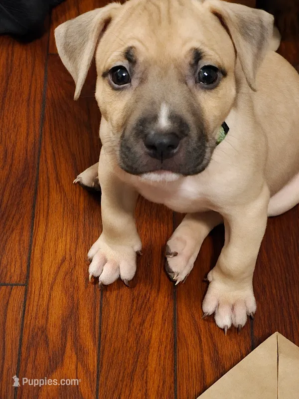 Neo – American Bully puppy for sale in Ozone Park, NY