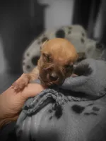 Miracle (micro runt), a female American Bully for sale in Ozone Park, NY – 5 of 5
