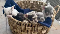 Maverick, a male French Bulldog for sale in Lake City, FL – 6 of 8