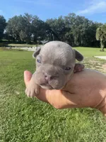 Sawyer, a male French Bulldog for sale in Lake City, FL – 6 of 6