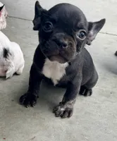 Violet, a female French Bulldog for sale in Lake City, FL – 1 of 7
