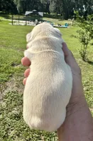 Hilton, a female French Bulldog for sale in Lake City, FL – 3 of 8