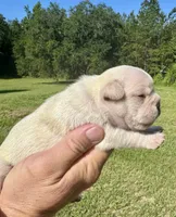 Hilton, a female French Bulldog for sale in Lake City, FL – 2 of 8