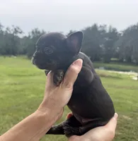 Violet, a female French Bulldog for sale in Lake City, FL – 3 of 7