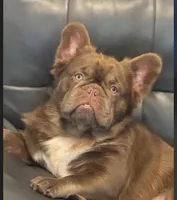 Tank, a male French Bulldog for sale in Lake City, FL – 6 of 6
