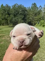 Hilton, a female French Bulldog for sale in Lake City, FL – 6 of 8