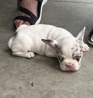 Maverick, a male French Bulldog for sale in Lake City, FL – 2 of 8