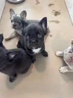 Hope, a female French Bulldog for sale in Lake City, FL – 3 of 7