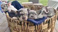 Effie Mae , a female French Bulldog for sale in Lake City, FL – 5 of 7