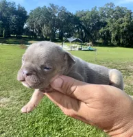 Sawyer, a male French Bulldog for sale in Lake City, FL – 4 of 6