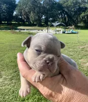 Sawyer, a male French Bulldog for sale in Lake City, FL – 1 of 6