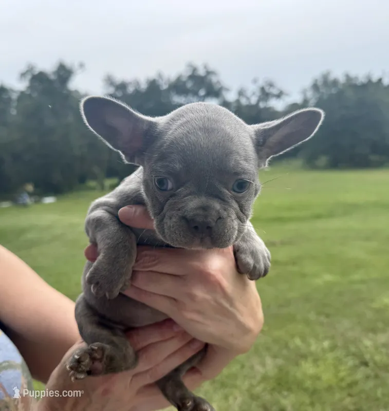 Goose – French Bulldog puppy for sale in Lake City, FL