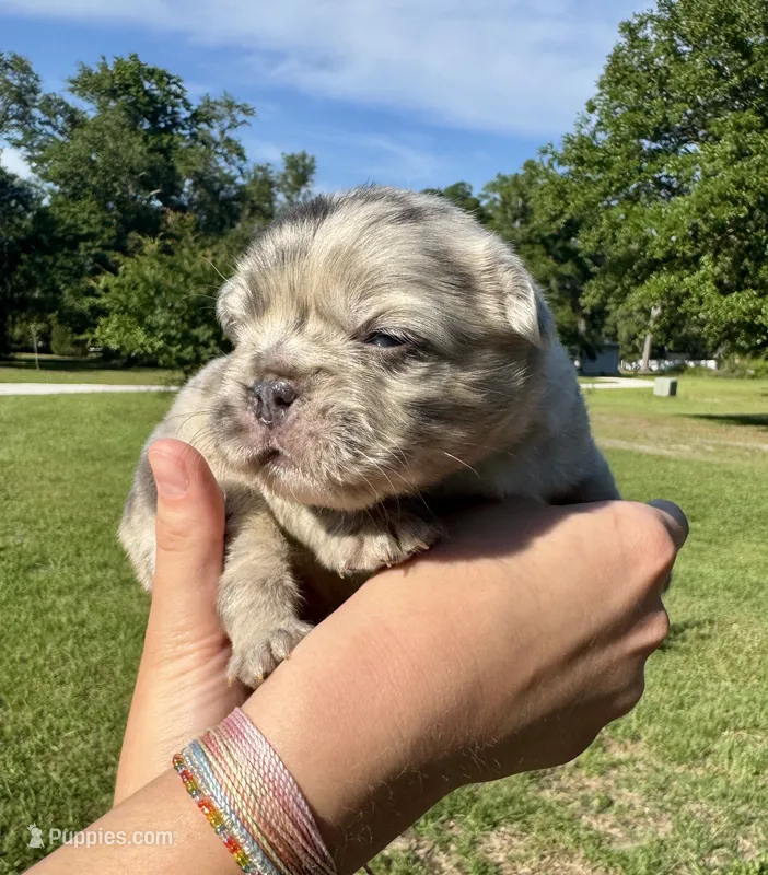 Harley – French Bulldog puppy for sale in Lake City, FL