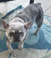 Effie Mae , a female French Bulldog for sale in Lake City, FL – 6 of 7