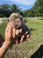 Titan, a male French Bulldog for sale in Lake City, FL – 4 of 6