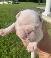 Sampson, a male French Bulldog for sale in Lake City, FL – 3 of 6
