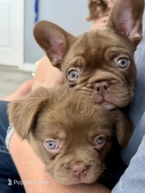 Chewy – French Bulldog puppy for sale in Lake City, FL