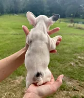 Maverick, a male French Bulldog for sale in Lake City, FL – 5 of 8