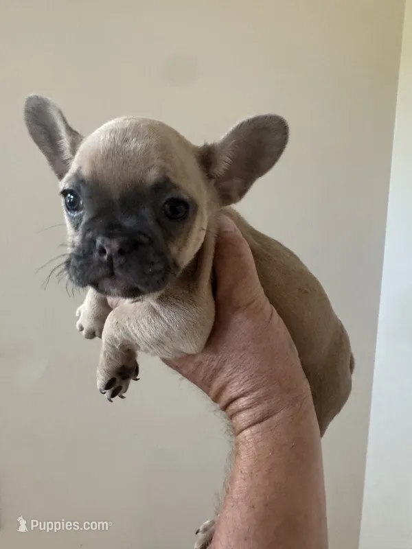 Bella  – French Bulldog puppy for sale in Lake City, FL