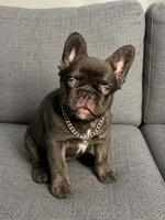 Tank, a male French Bulldog for sale in Lake City, FL – 1 of 6