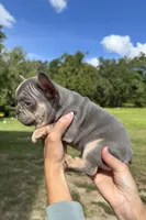 Sawyer, a male French Bulldog for sale in Lake City, FL – 3 of 5
