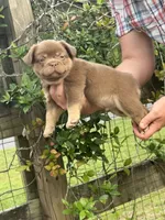 Chewy, a male French Bulldog for sale in Lake City, FL – 3 of 7