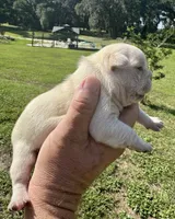 Hilton, a female French Bulldog for sale in Lake City, FL – 4 of 8