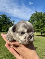 Titus, a male French Bulldog for sale in Lake City, FL – 4 of 8