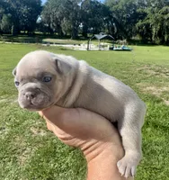 Sable, a female French Bulldog for sale in Lake City, FL – 5 of 5