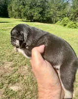 Winston, a male French Bulldog for sale in Lake City, FL – 7 of 9