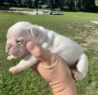 Sampson, a male French Bulldog for sale in Lake City, FL – 5 of 6