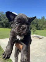 Hope, a female French Bulldog for sale in Lake City, FL – 2 of 7