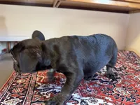 Grover, a male French Bulldog for sale in Lake City, FL – Photo 5 of 5