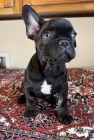 Grover, a male French Bulldog for sale in Lake City, FL – Photo 4 of 5