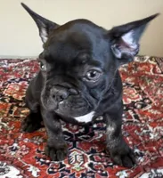 Grover, a male French Bulldog for sale in Lake City, FL – Photo 1 of 5