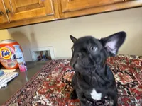 Grover, a male French Bulldog for sale in Lake City, FL – Photo 2 of 5