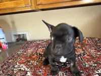 Grover, a male French Bulldog for sale in Lake City, FL – Photo 3 of 5