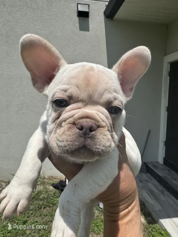 Sampson – French Bulldog puppy for sale in Lake City, FL